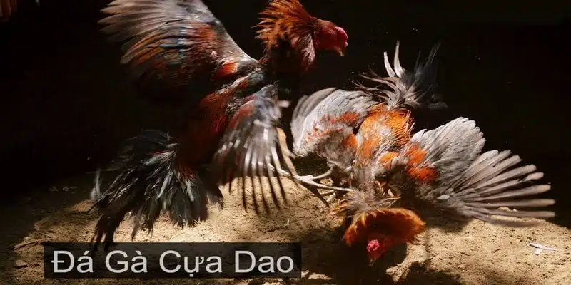 Giới thiệu về đá gà cựa dao