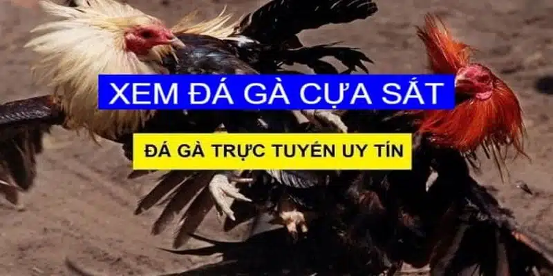 Giới thiệu tổng quan về trò chơi đá gà cựa sắt